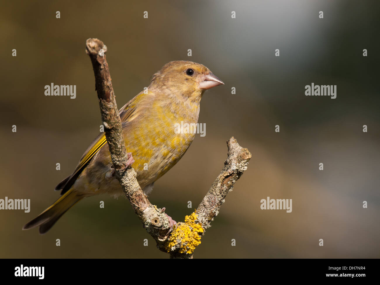 Greenfinch on a natural perch Stock Photo