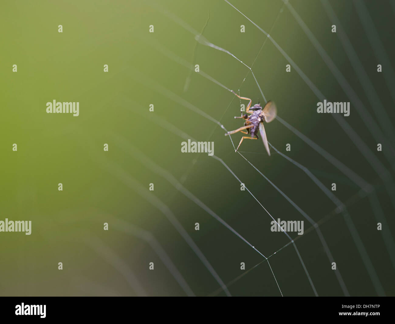 Fly Caught In A Spiders Web Stock Photo Alamy