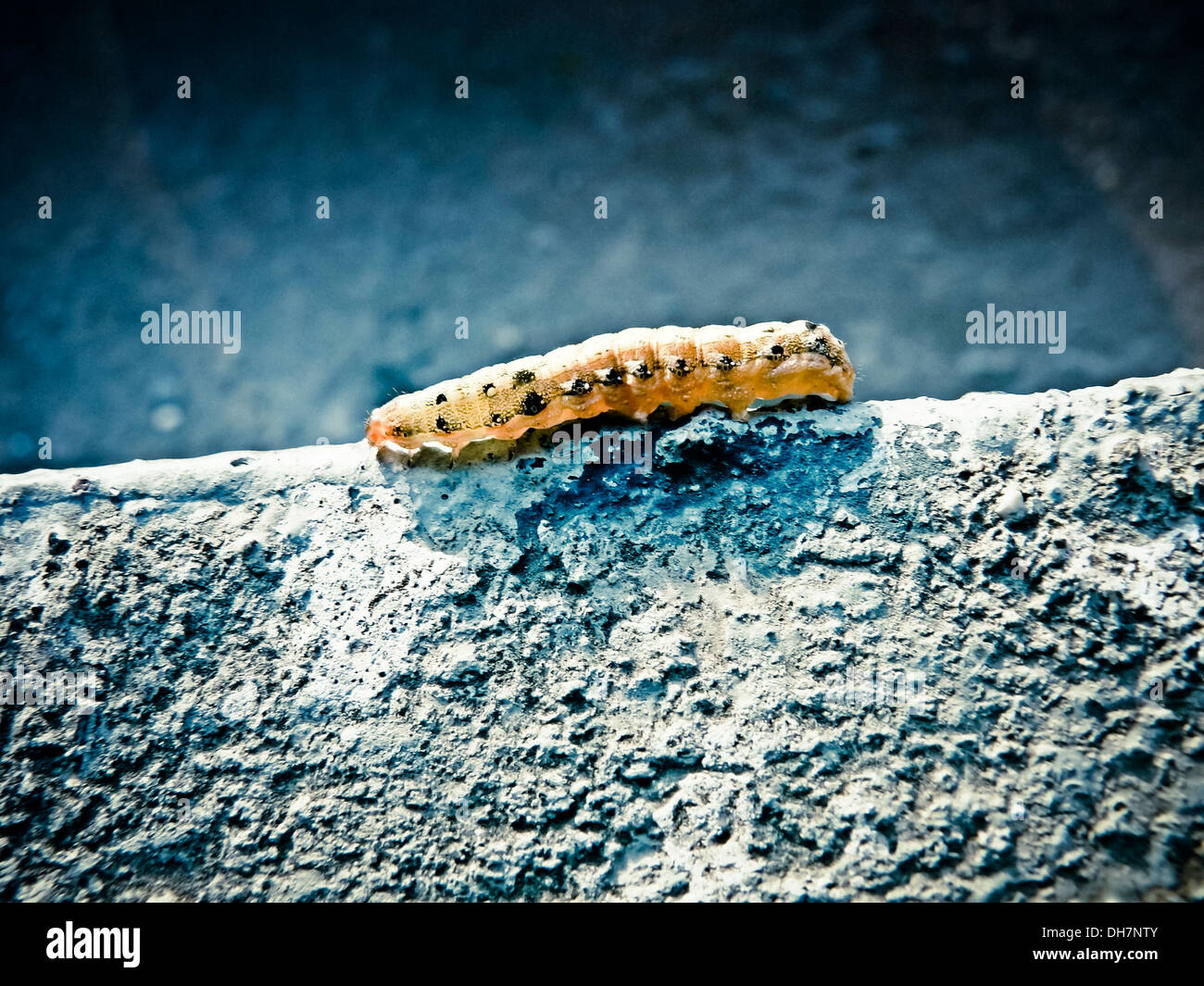 Cactus moth caterpillar Stock Photo