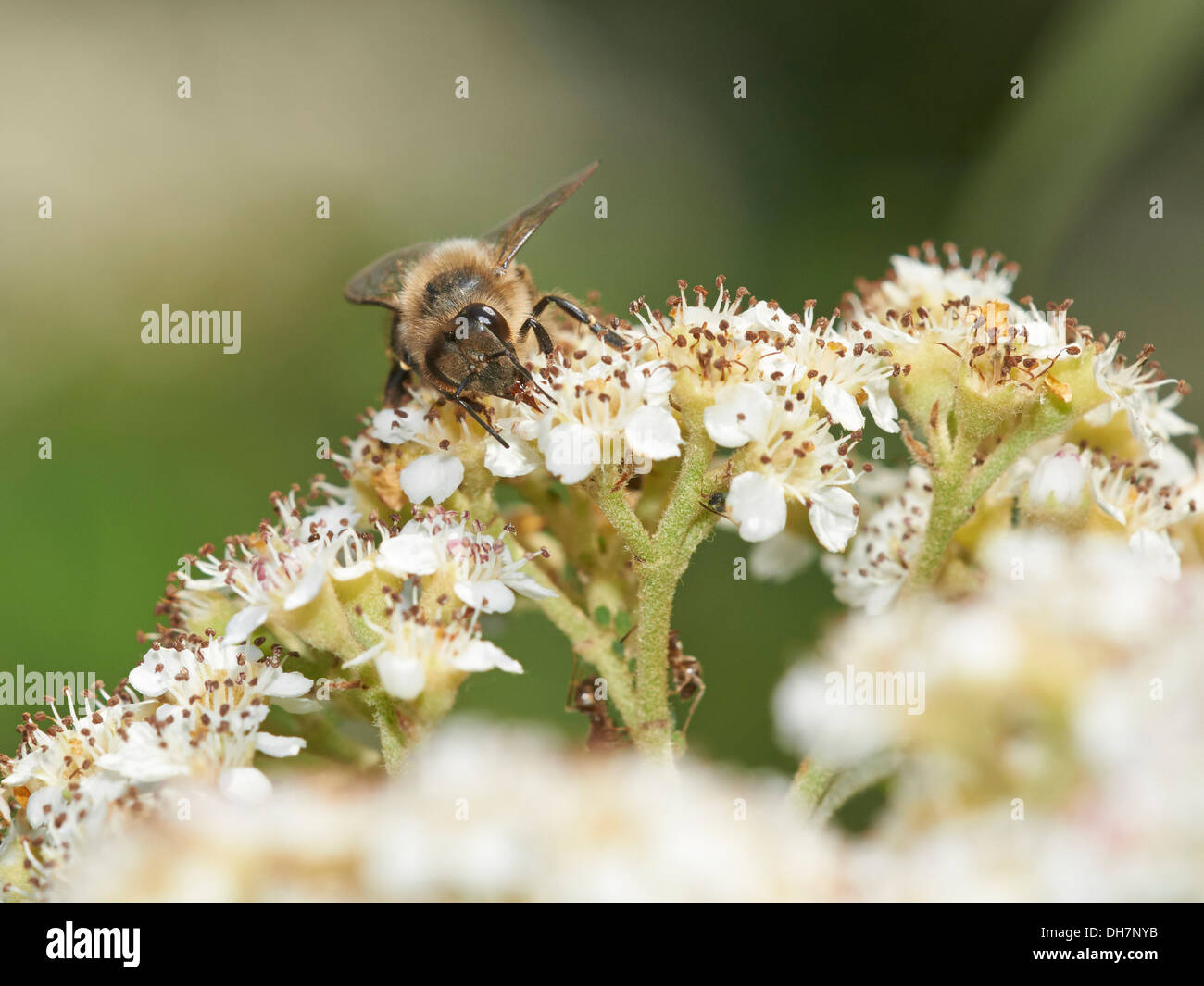 Honey bee collecting nectar Stock Photo Alamy