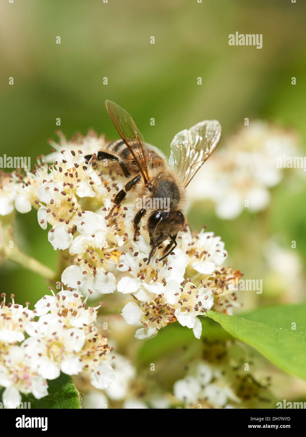 Honey bee collecting nectar Stock Photo Alamy