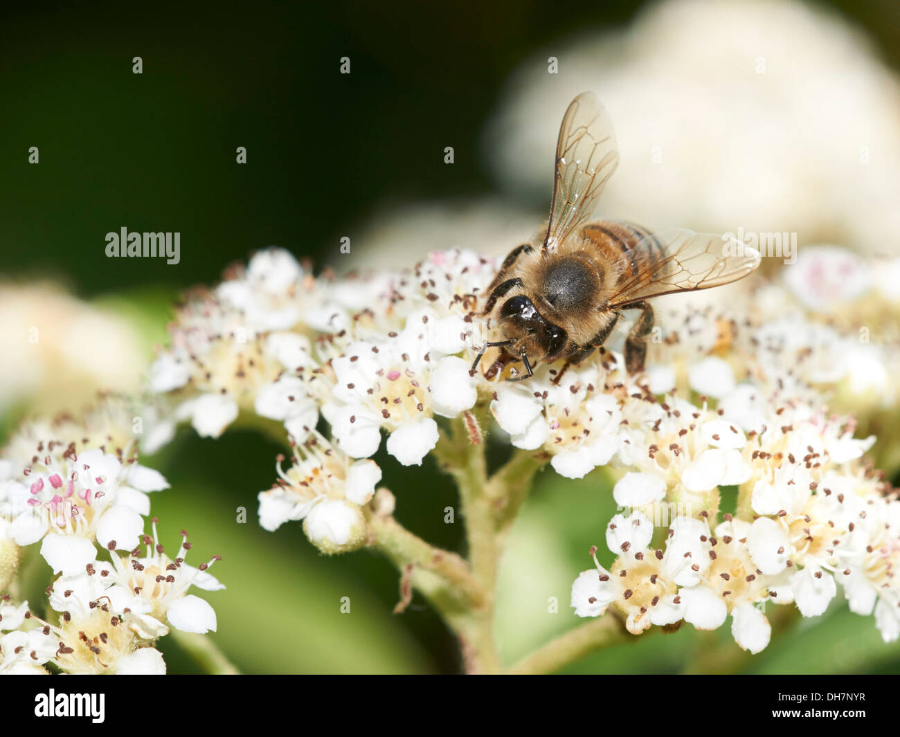 Honey bee collecting nectar Stock Photo Alamy