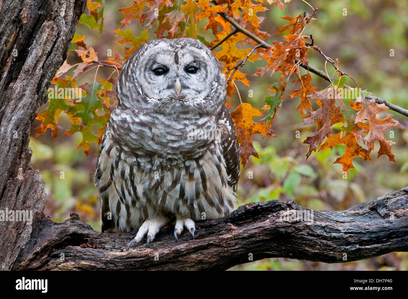 Strix Vari Barred Owl (Strix varia) in Autumn E USA Stock Photo - Alamy