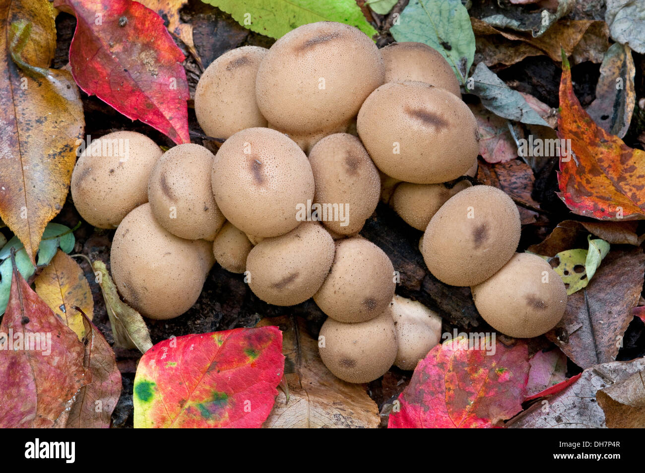Common Puffball Mushrooms Lycoperdon perlatum Autumn, Michigan USA Stock Photo