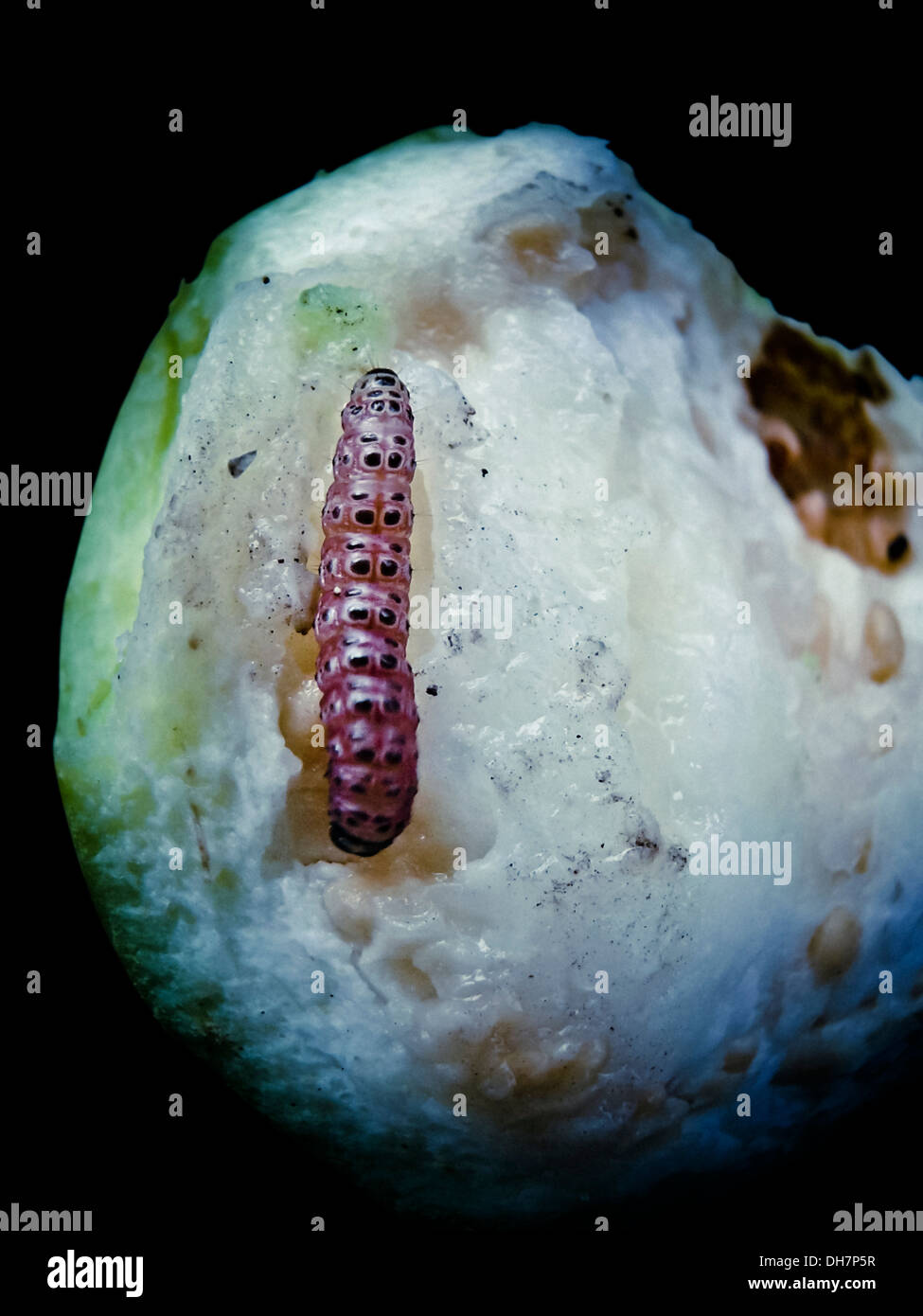 Cactus moth caterpillar on Guava Stock Photo