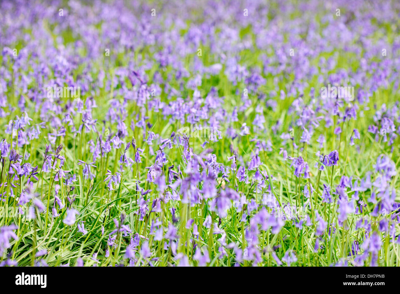 gorgeous may bluebells Jane Ann Butler Photography JABP1008 Stock Photo