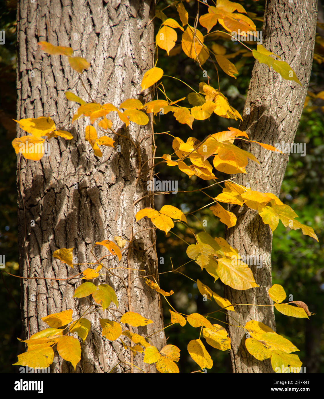 Poison Ivy in bright Yellow Autumn Foliage Stock Photo Alamy