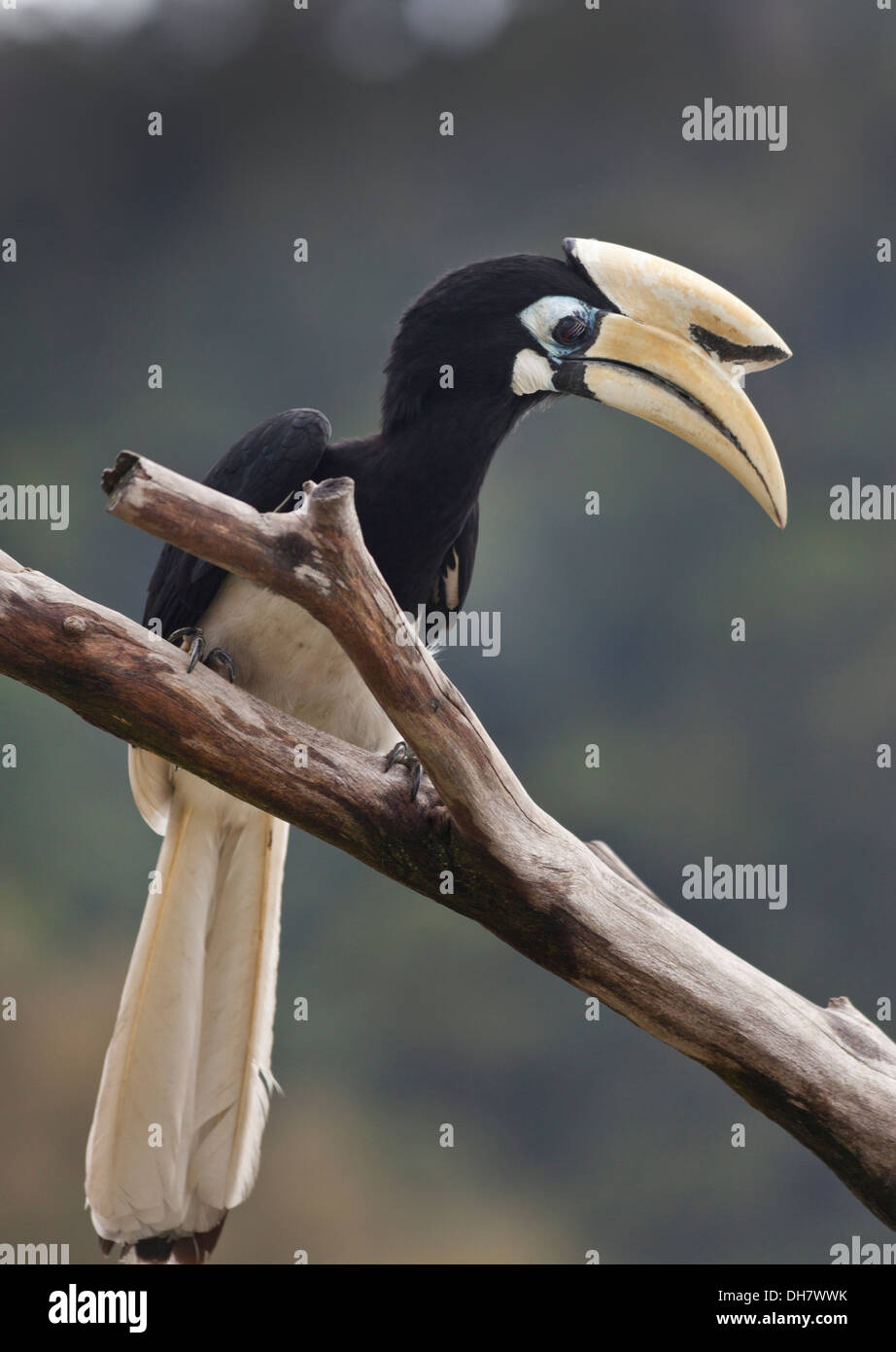 The Malabar Pied Hornbill (Anthracoceros coronatus) also known as lesser Pied Hornbill, Pangkor, Malaysia. Stock Photo