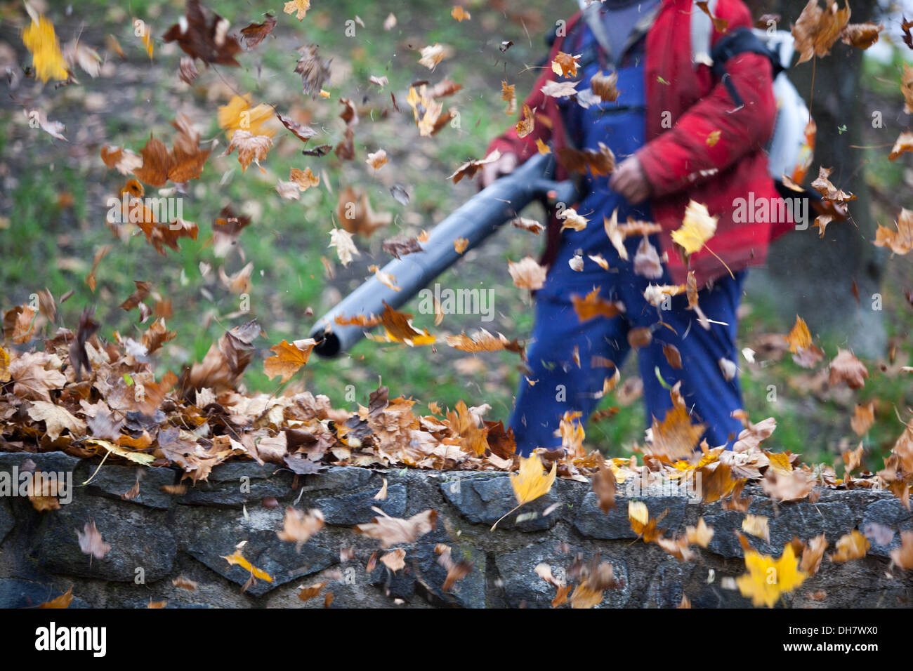 Leaf blower blow out the leaves of the garden lawn, Tools for cleaning autumn fallen leaves Stock Photo