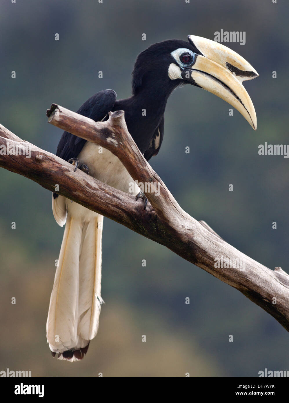 The Malabar Pied Hornbill (Anthracoceros coronatus) also known as lesser Pied Hornbill, Pangkor, Malaysia. Stock Photo