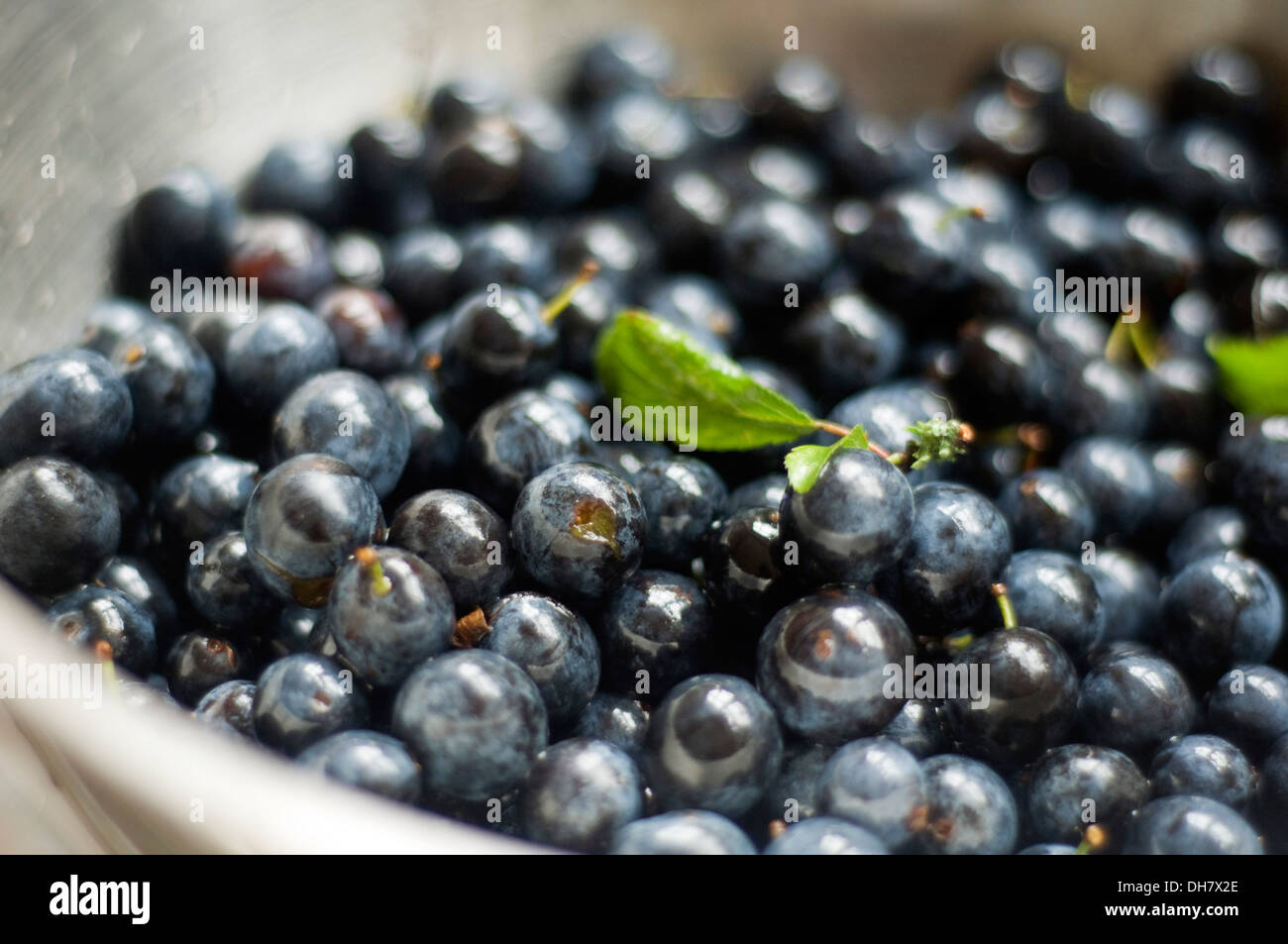 A bowl full of fresh sloes. Stock Photo