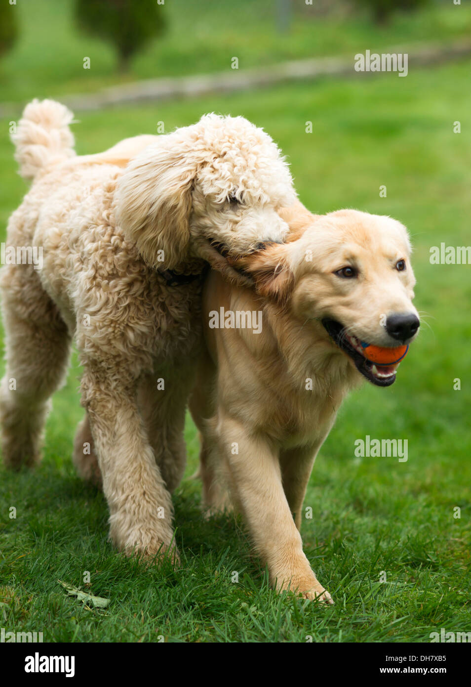 Happy Golden Retriever Dog With Poodle Playing Fetch Dogs Pets Stock Photo Alamy
