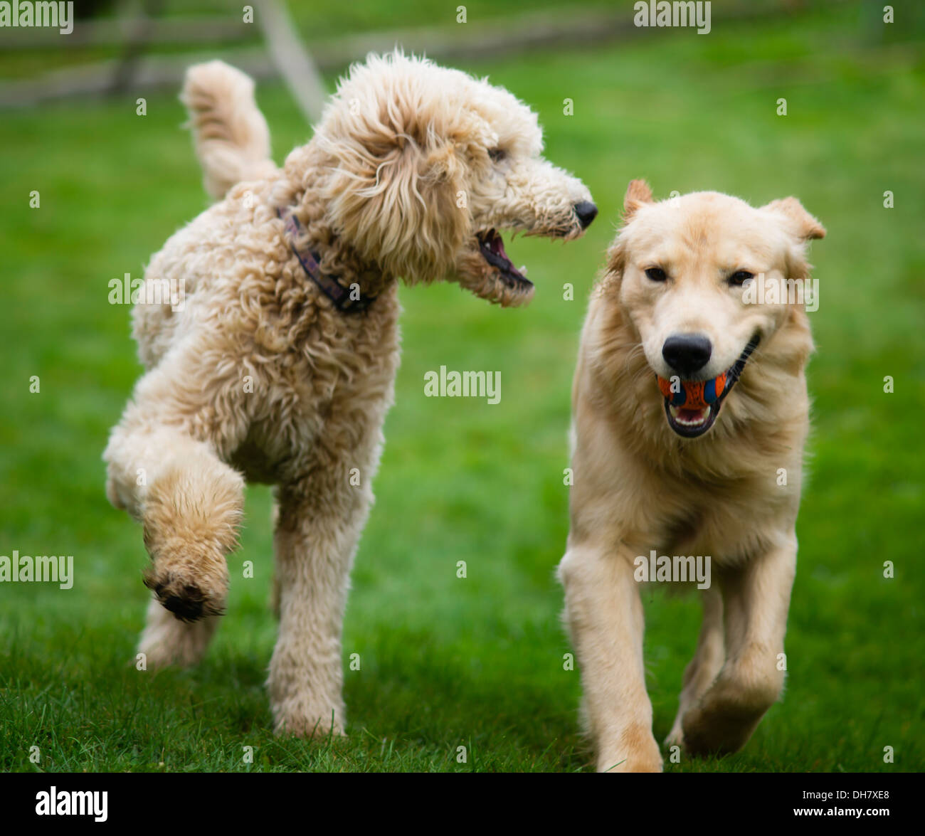 Happy Golden Retriever Dog with Poodle Playing Fetch Dogs Pets Stock Photo