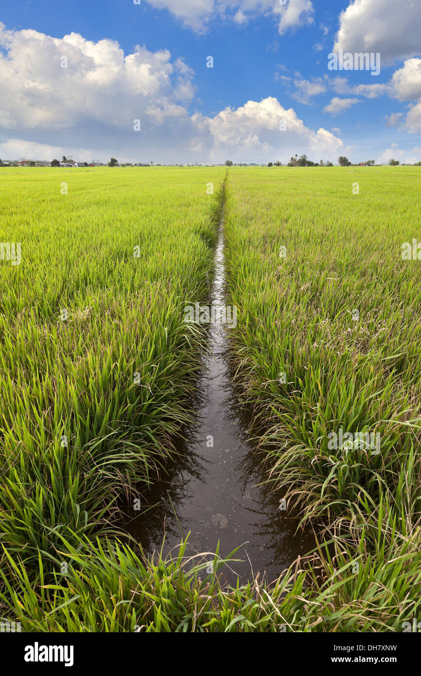 Paddy field irrigation ditch, Malaysia Stock Photo