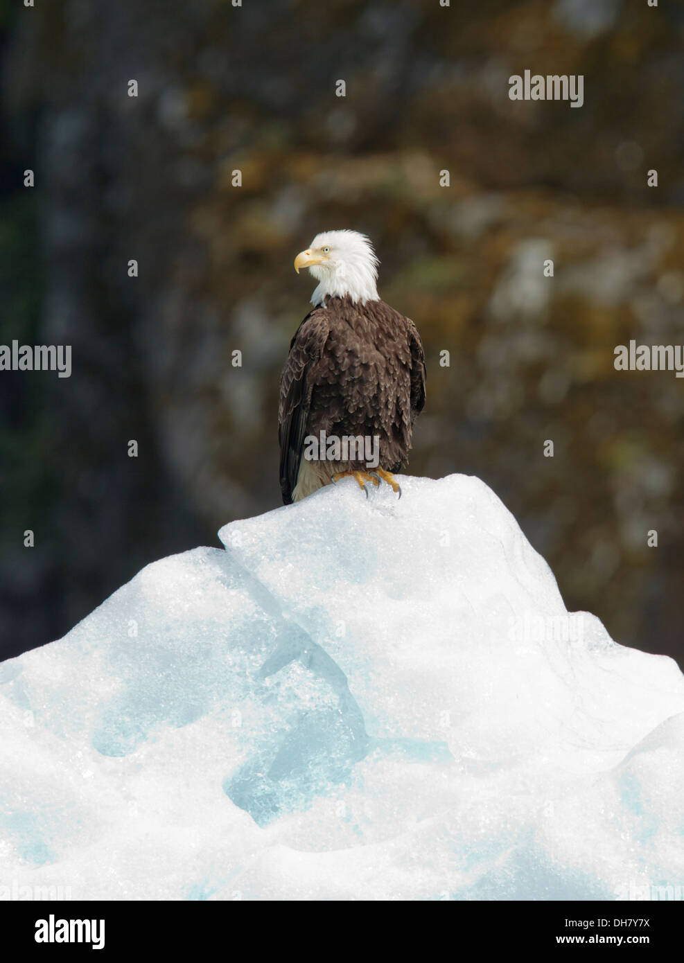 Bald Headed Eagle on iceberg in Alaska Stock Photo
