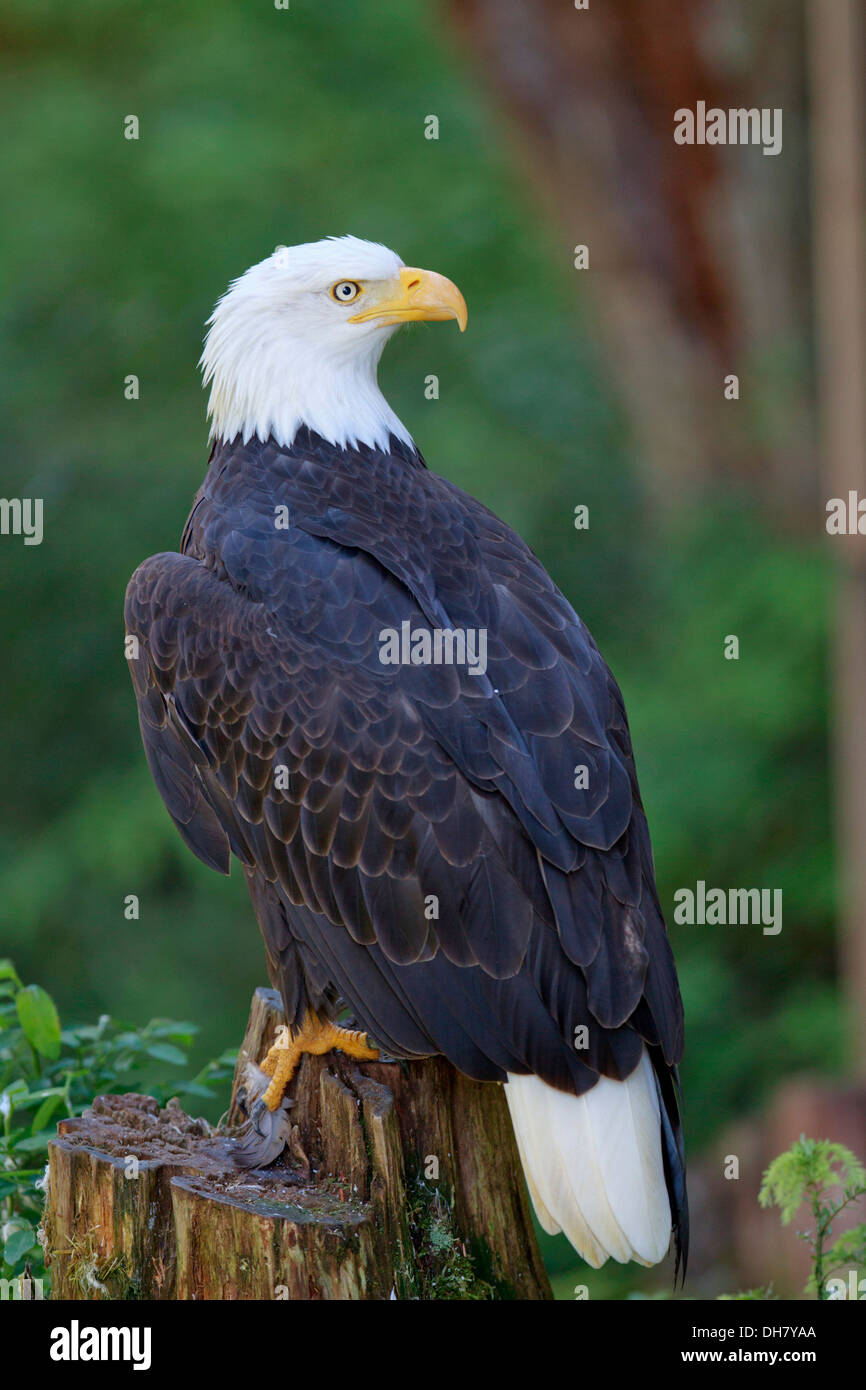 Bald Headed Eagle Stock Photo