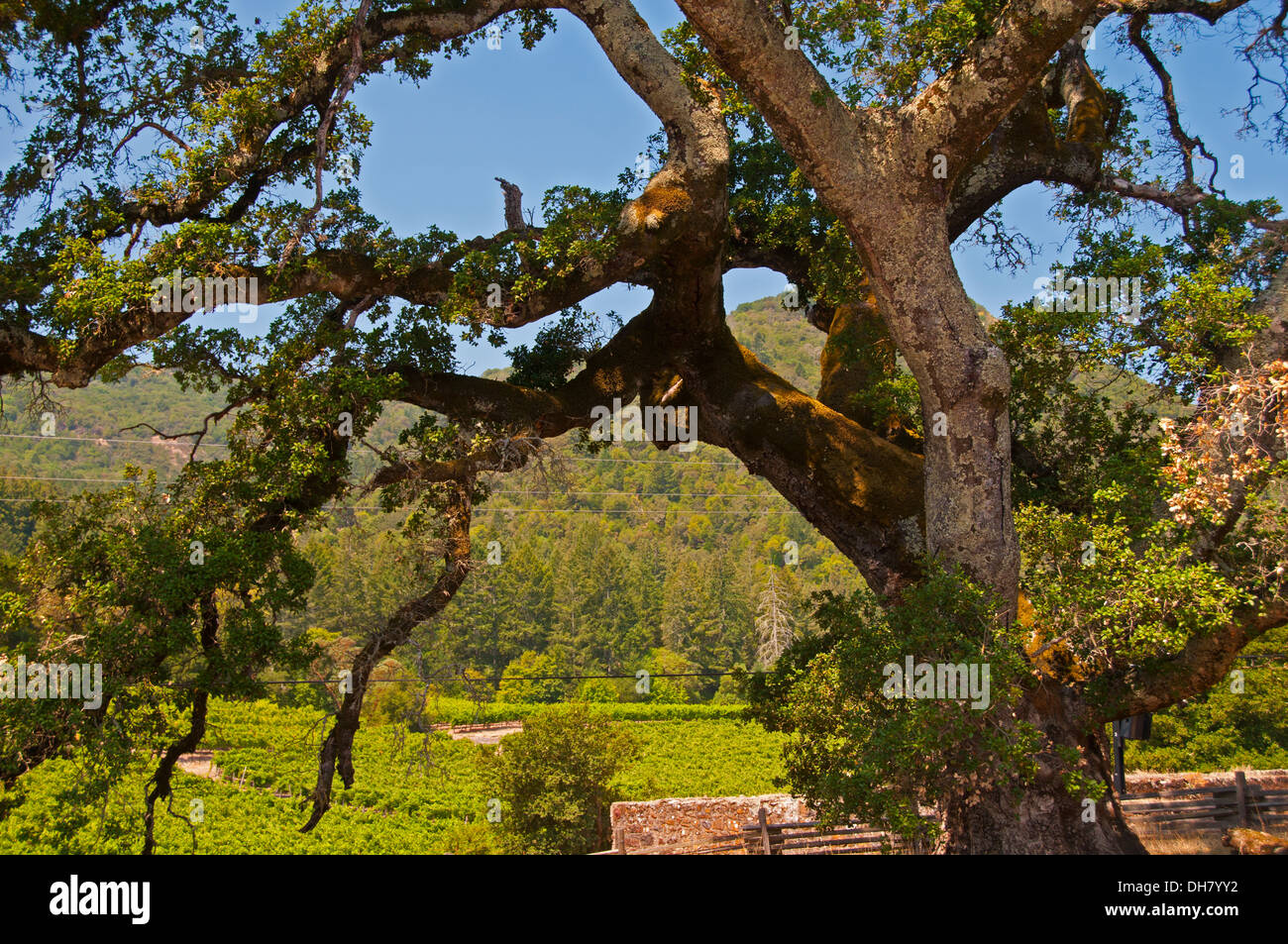 California Live Oak tree adjacent to the London cottage, Jack London State Historic Park, Glen Ellen, California Stock Photo
