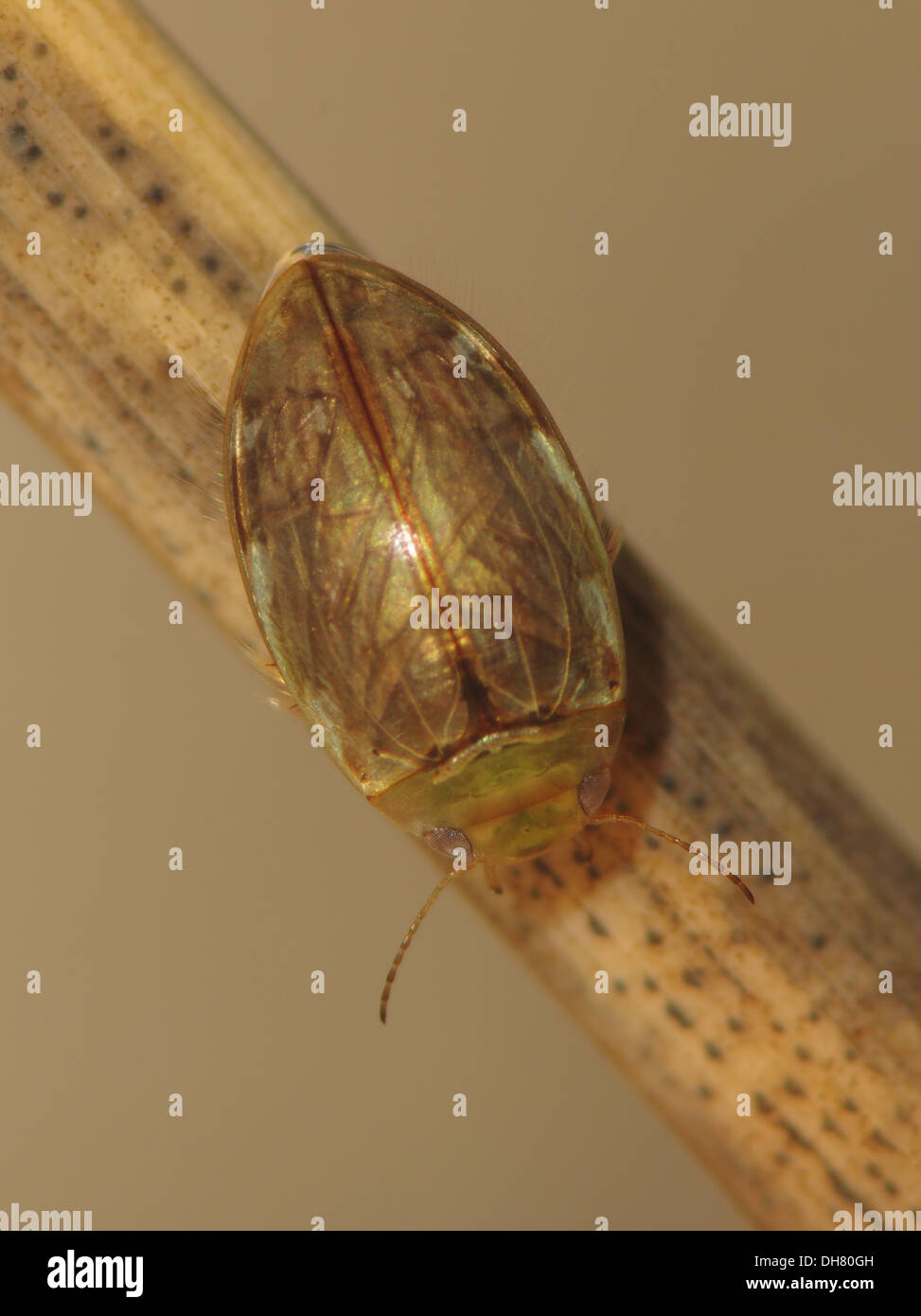 A small diving beetle Laccophilus sp underwater. Taken in a photographic aquarium and returned