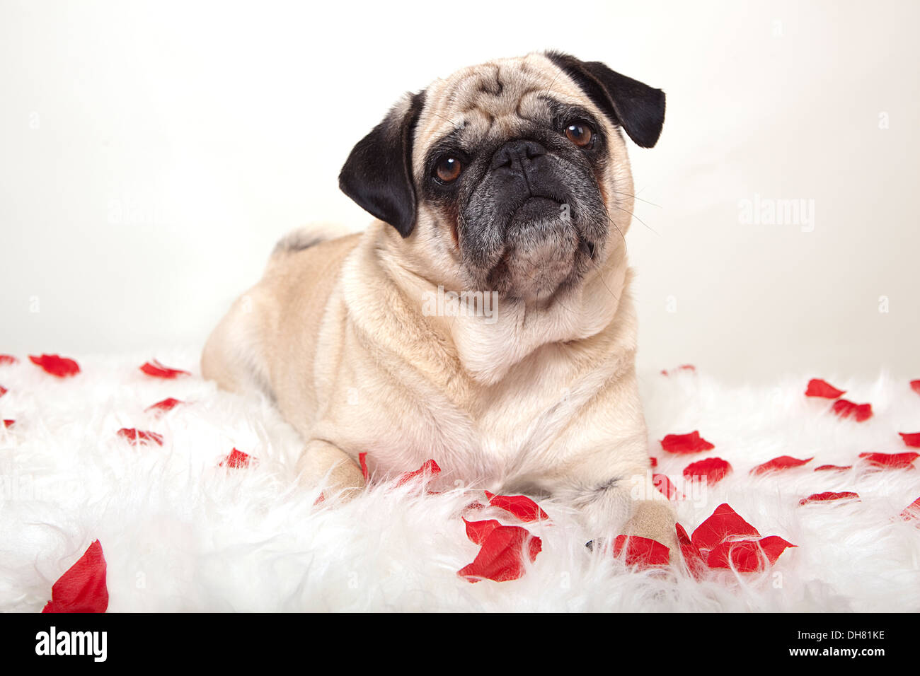 a pug dog lying on a white blanket and looking at the camera, white background Stock Photo