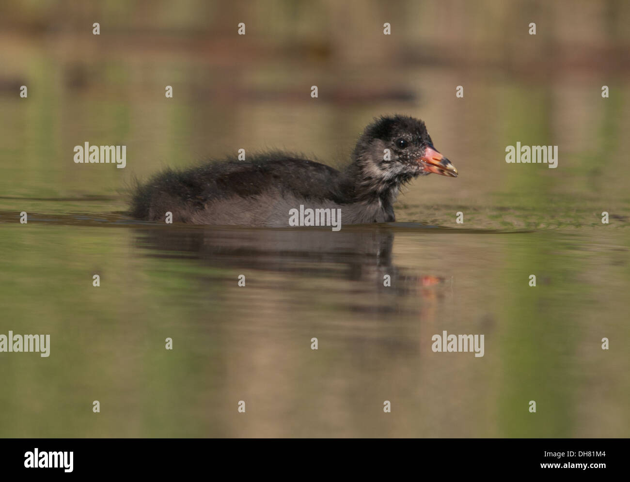 Marsh hens hires stock photography and images Alamy