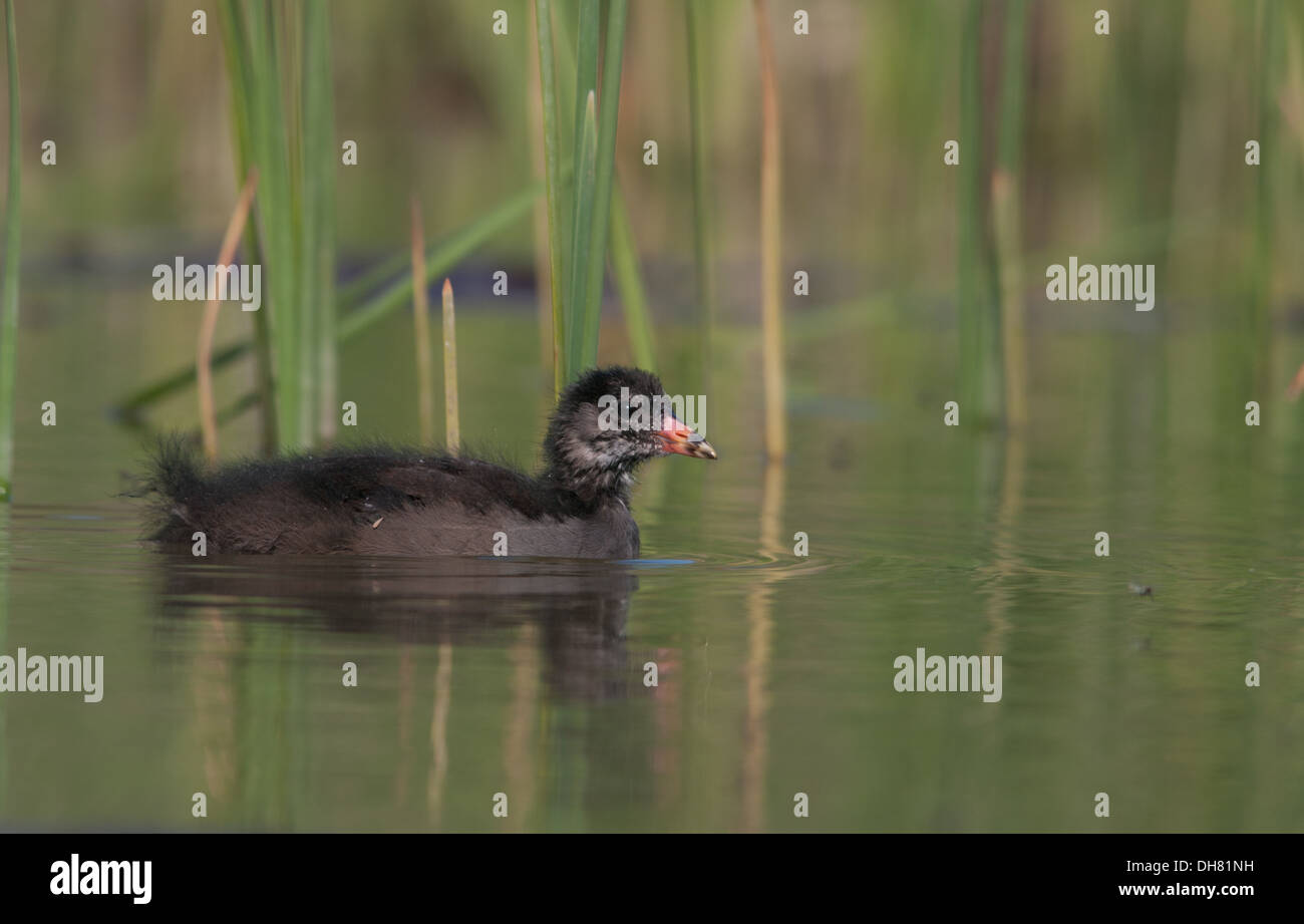 Moorhen chick Stock Photo