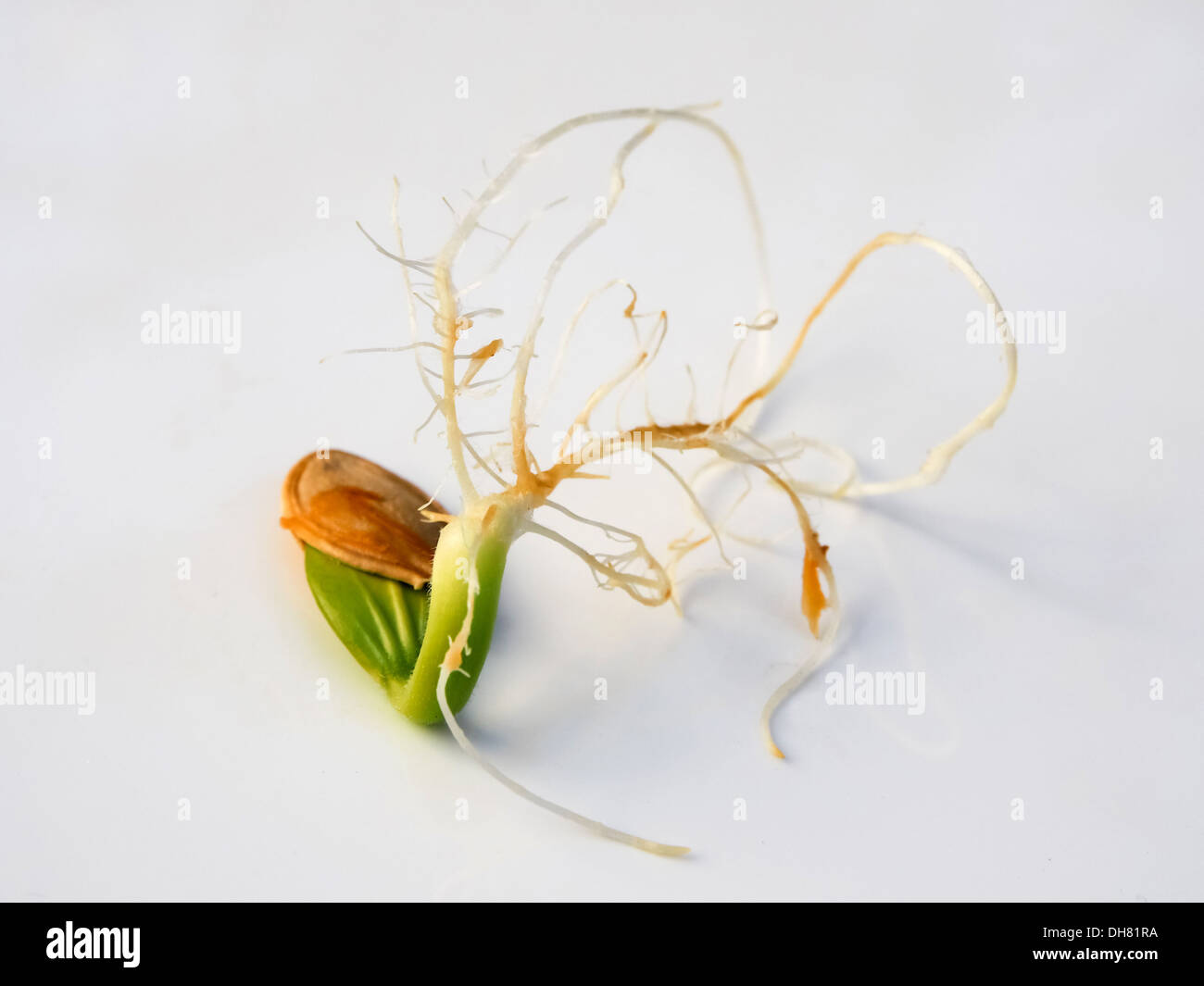 germinating pumpkin seed with sprout Stock Photo