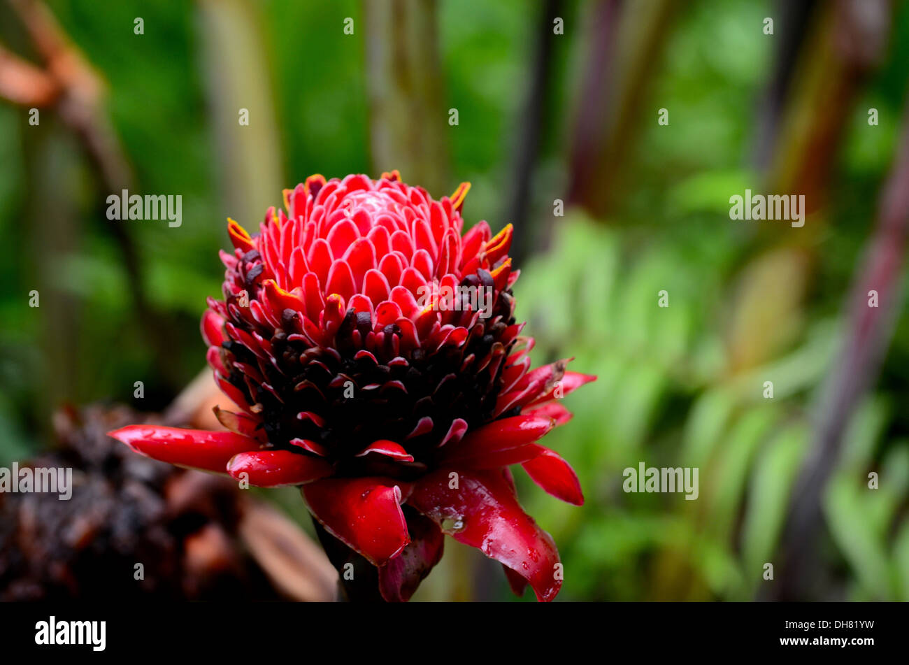 Rojak hires stock photography and images Alamy