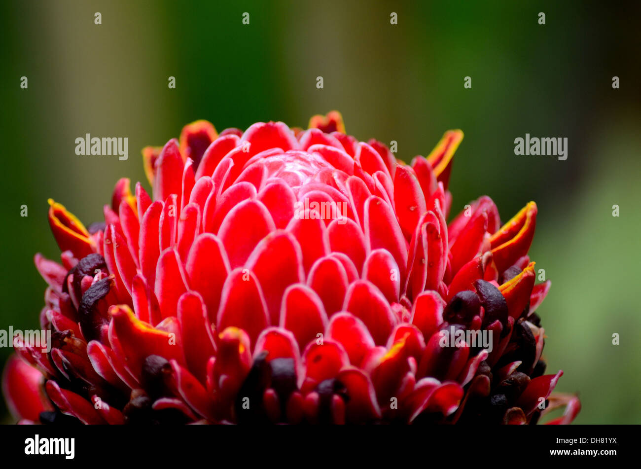 Laksa flower hires stock photography and images Alamy