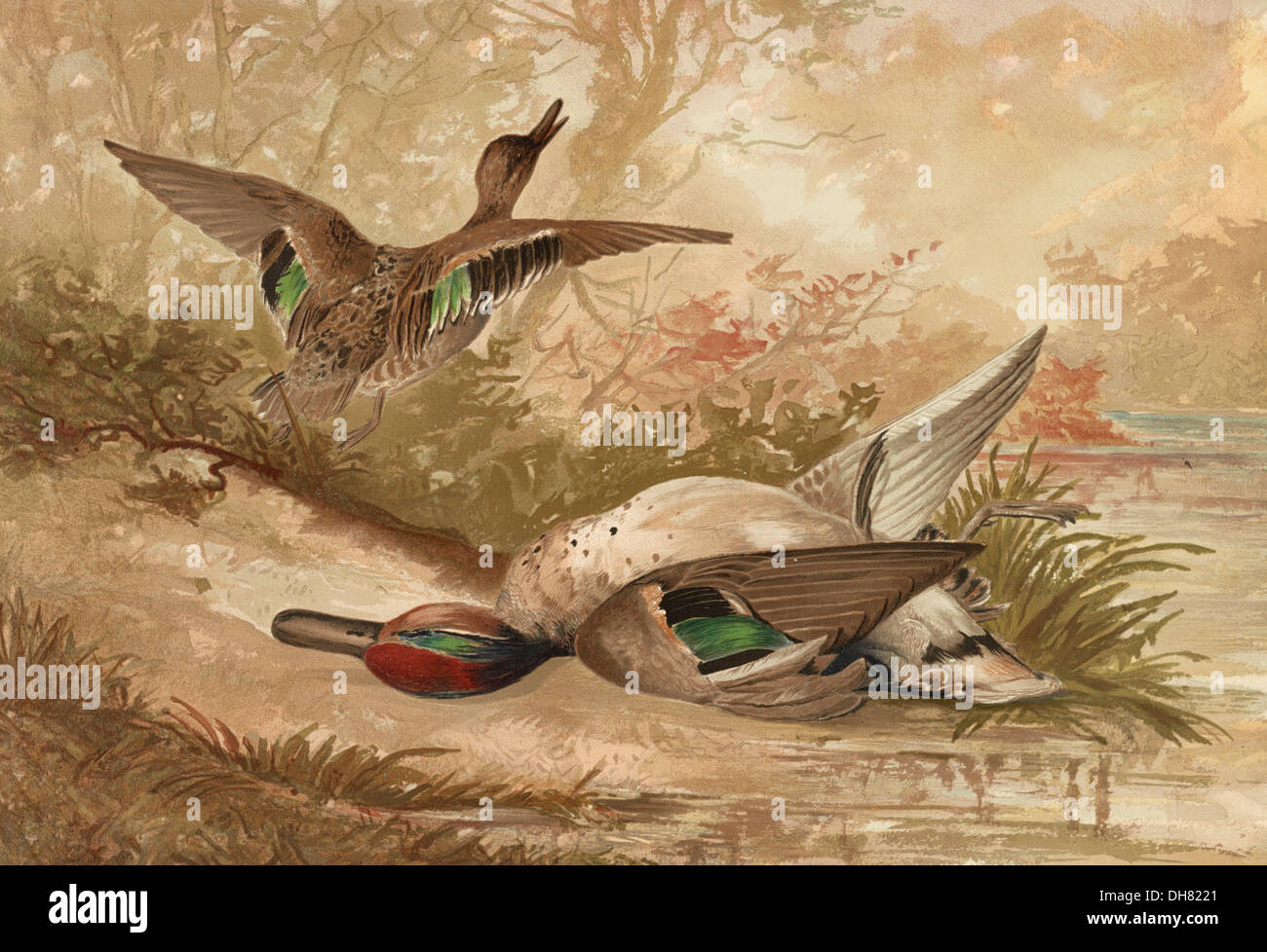 Two Ducks, one fleeing, one dead Stock Photo