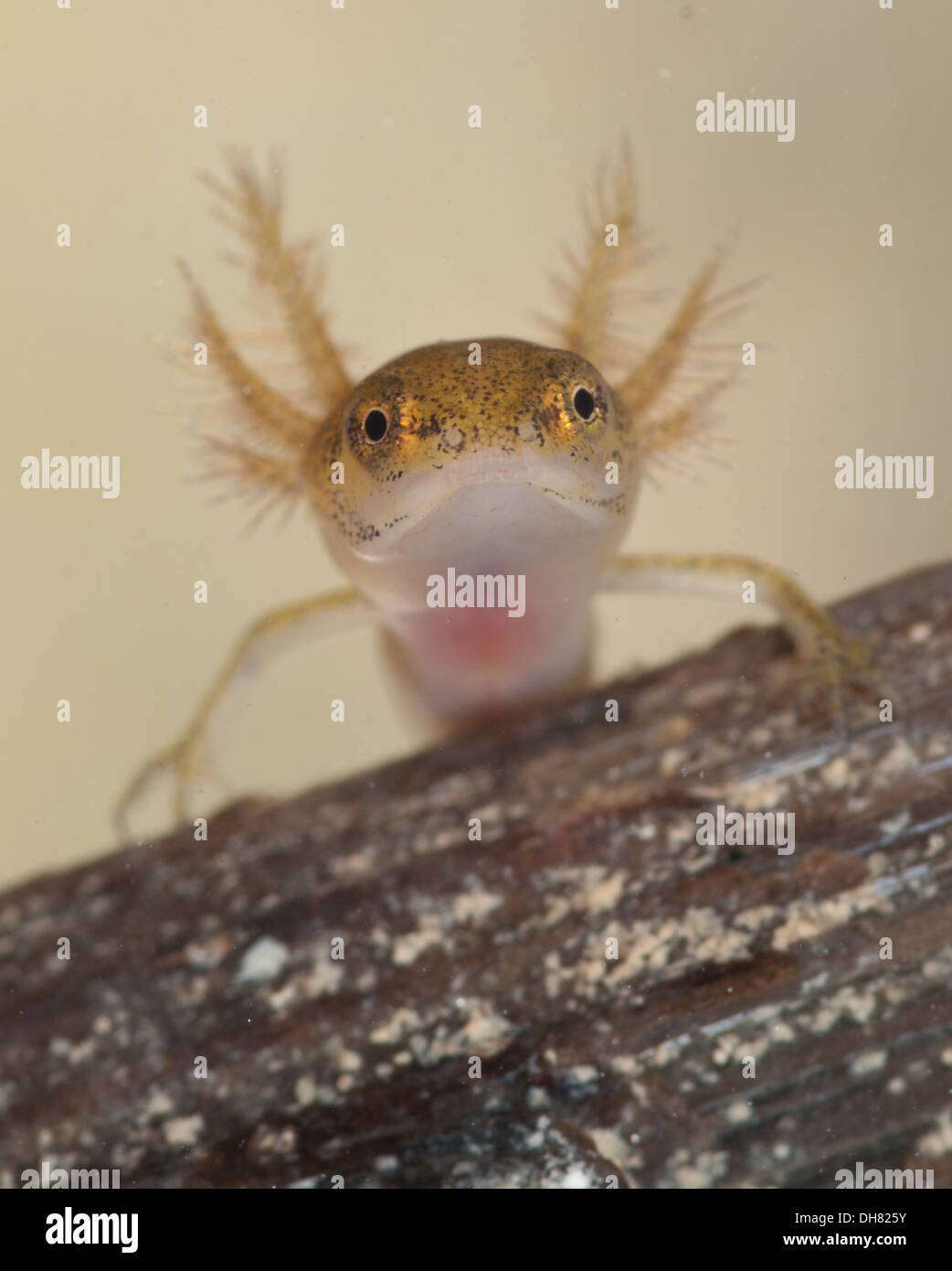 Smooth or Common newt tadpole underwater. Taken in a photographic