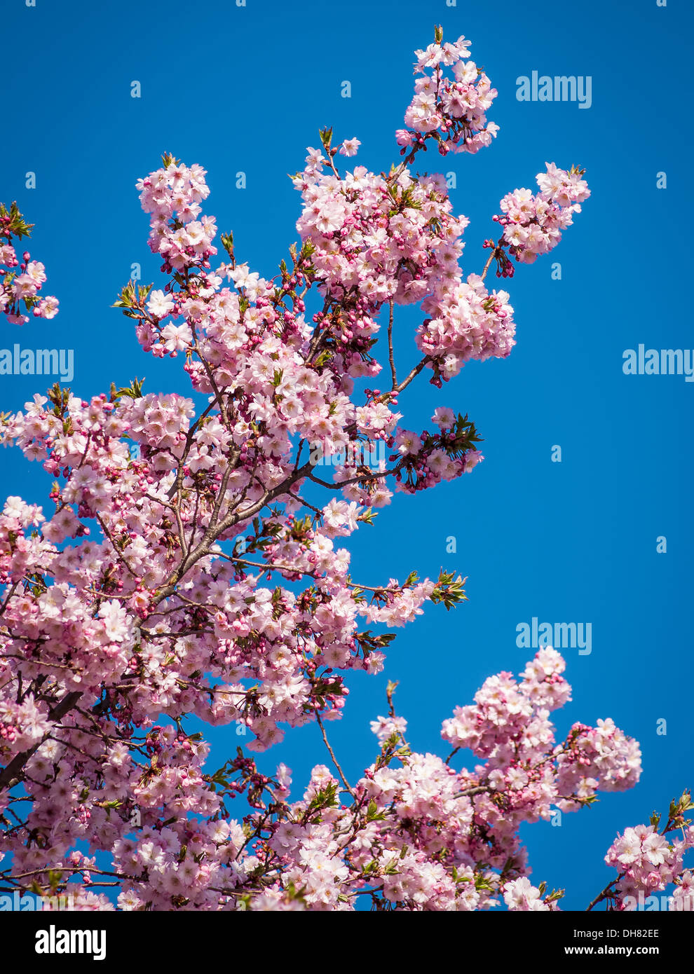 Cherry blossom spring landscape hi-res stock photography and images - Alamy