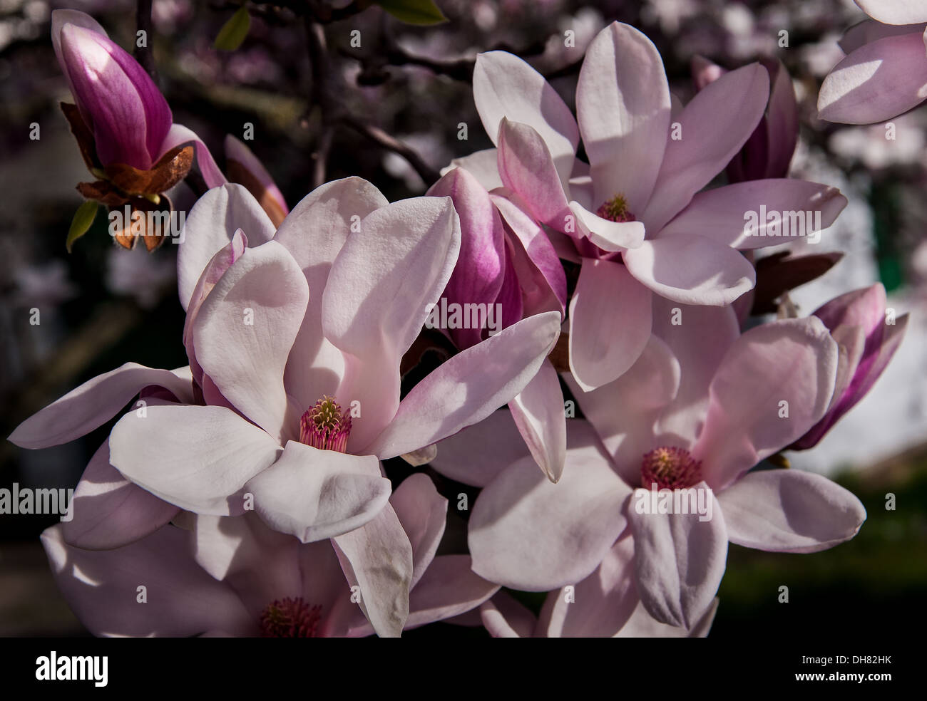 Magnolia tree blossoms in springtime garden Stock Photo - Alamy
