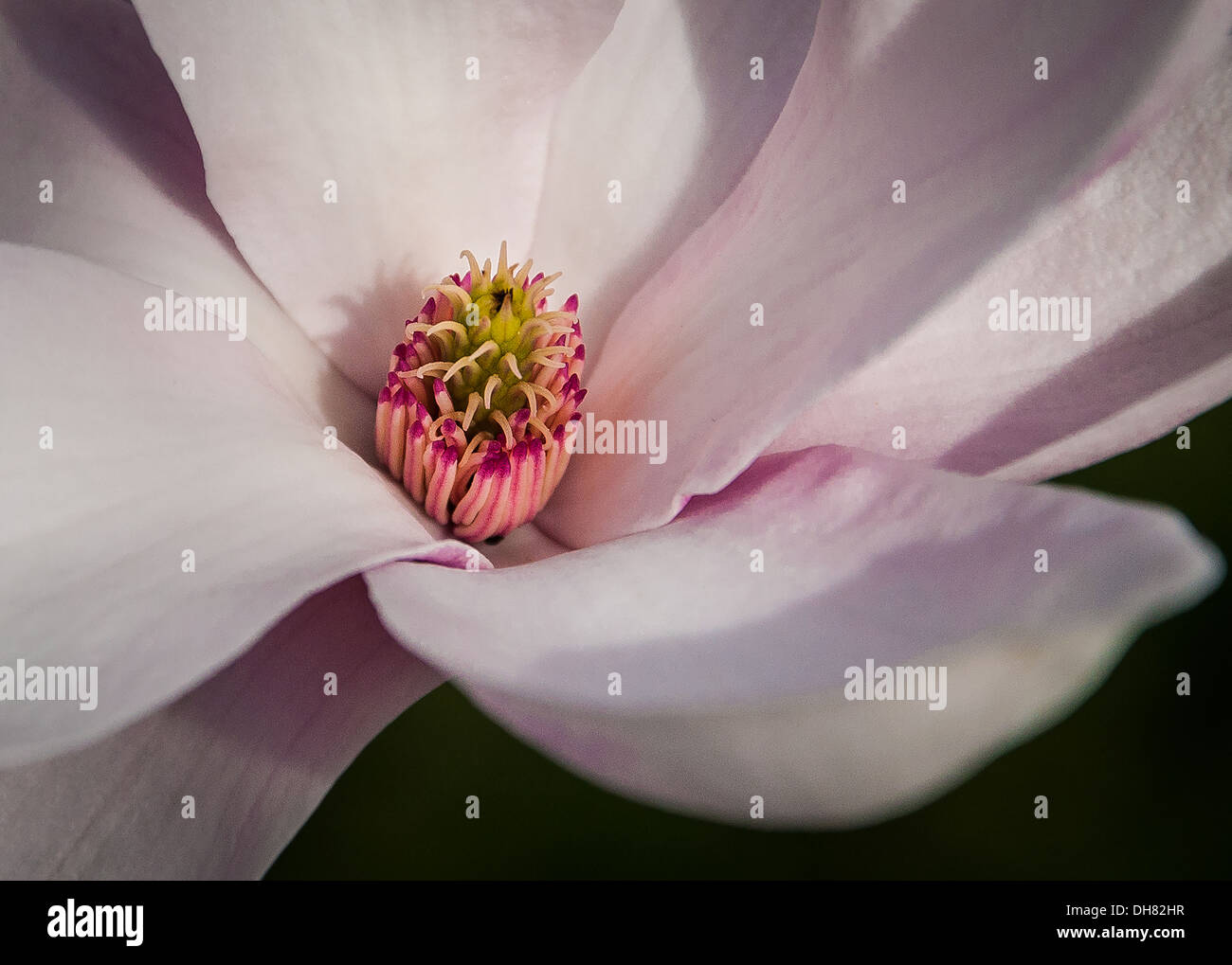 Magnolia tree blossoms in hi-res stock photography and images - Alamy