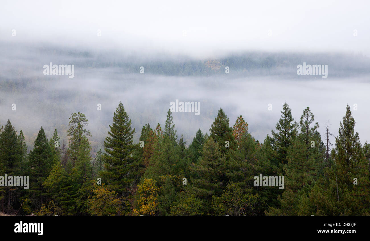 Foggy, misty morning in the Pacific Northwest mountains, 2013. Stock Photo