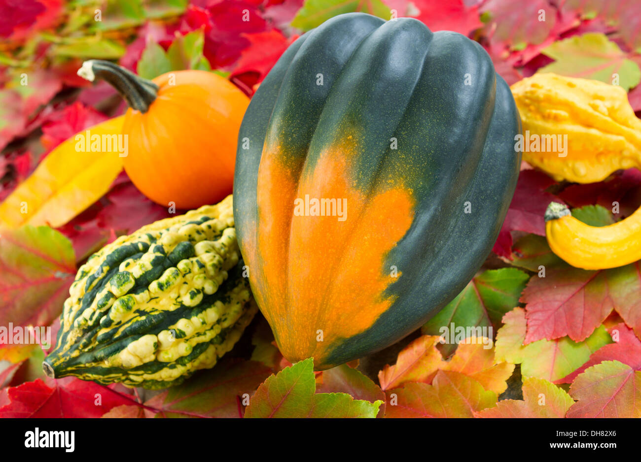 Closeup photo of large acorn squash with small pumpkin, decorative squash and autumn leaves Stock Photo