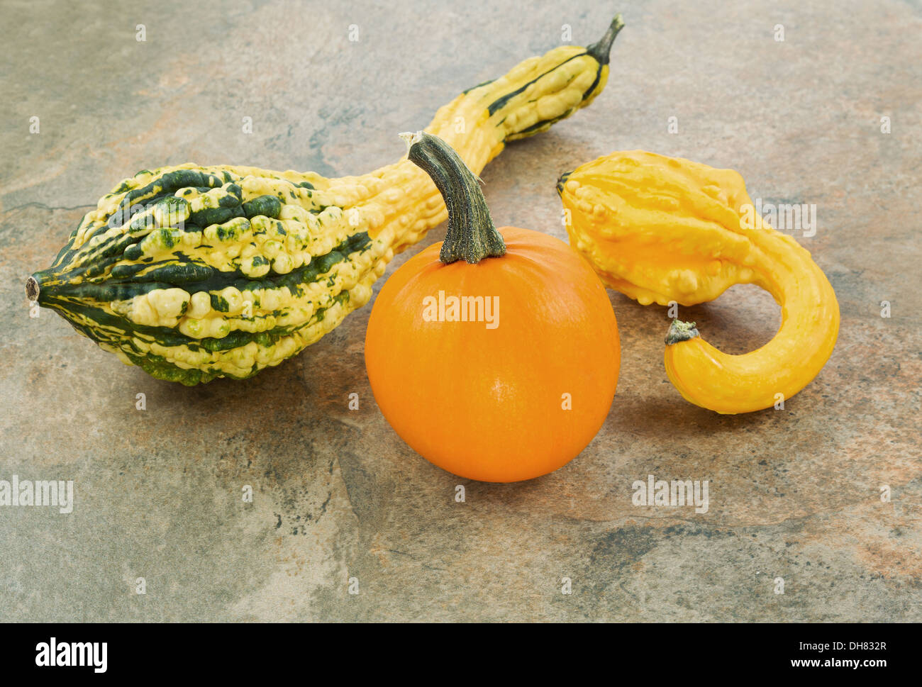 Photo of small pumpkin and decorative fall season squash on natural stone Stock Photo