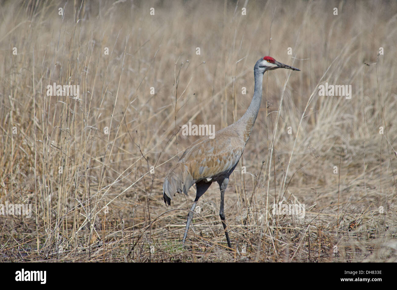 Sandhill Cranes Study Lake Wingra As >> Madison Wisconsin Stock Photos Madison Wisconsin Stock Images Alamy Sandhill Cranes Study Lake Wingra As >> Madison Wisconsin Stock Photos Madison Wisconsin Stock Images Alamy