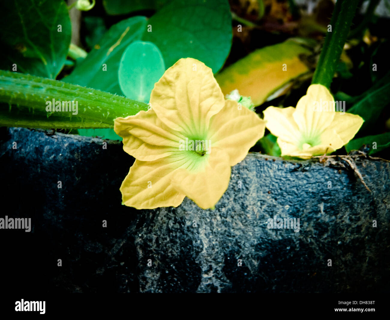 Flower of Musk Melon plant, Cuvumis melo Stock Photo Alamy