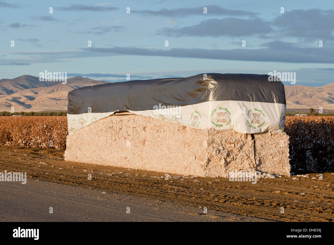 Cotton module hires stock photography and images Alamy