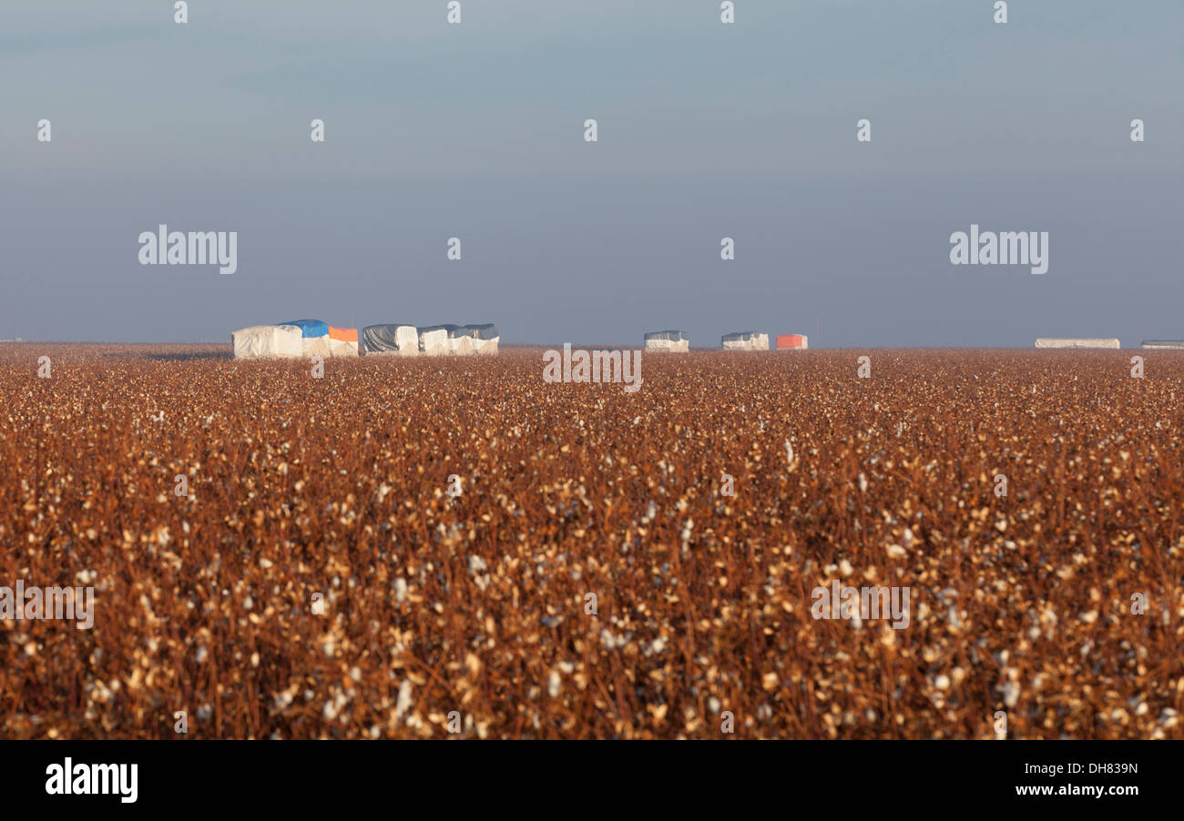 Cotton plantation hires stock photography and images Alamy