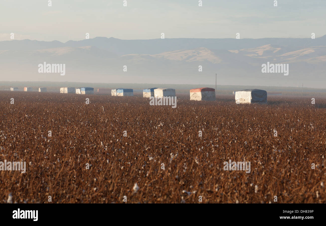 Cotton farm hires stock photography and images Alamy