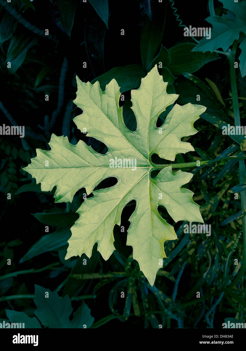 Leaf of a Bitter Gourd, Momordica Charantia Stock Photo