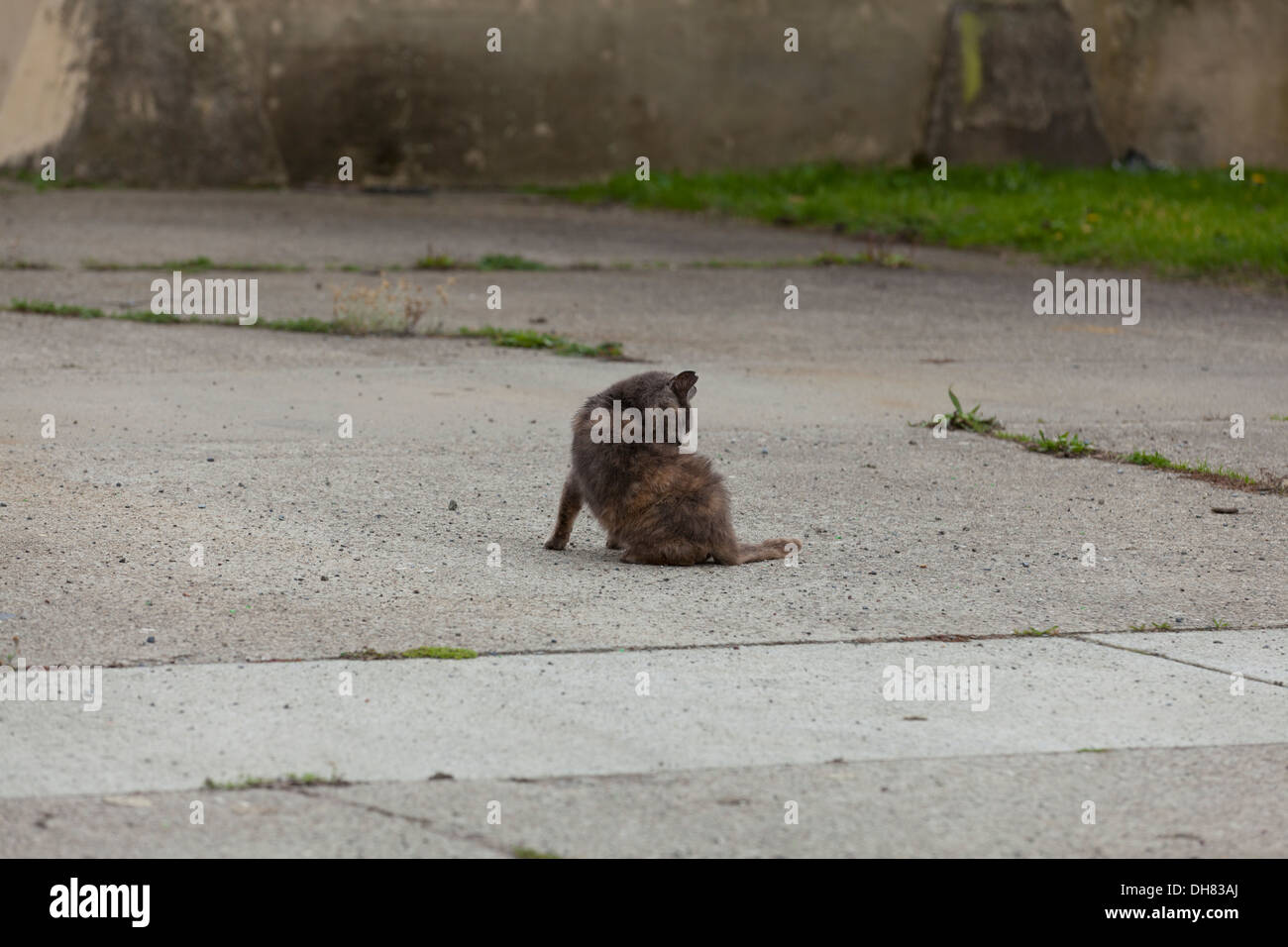 Feral cat in front of abandoned building - California USA Stock Photo