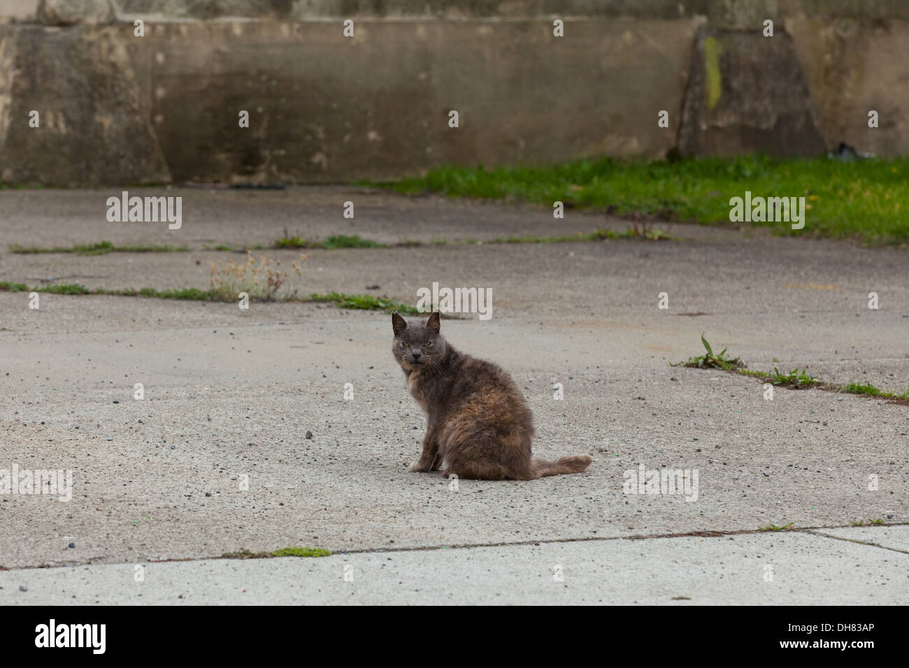 Feral cat in front of abandoned building - California USA Stock Photo