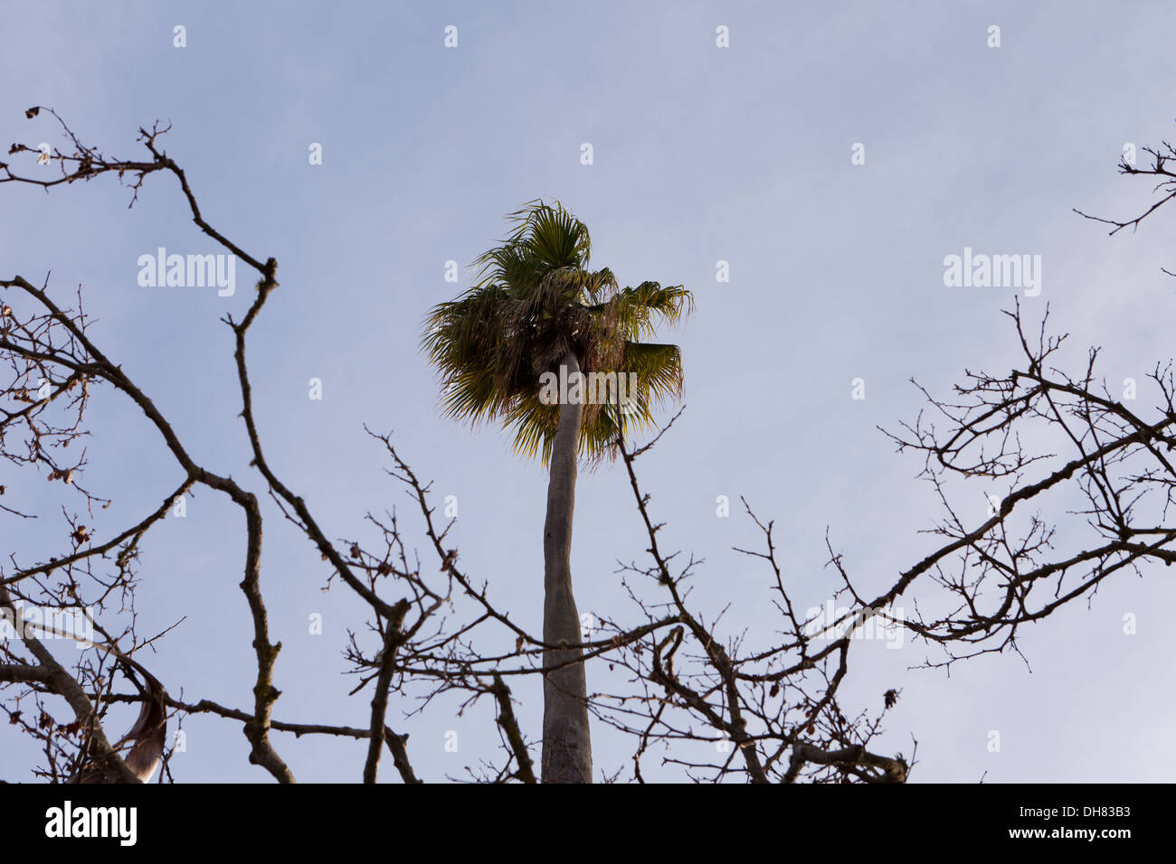 Spooky palm tree hi-res stock photography and images - Alamy