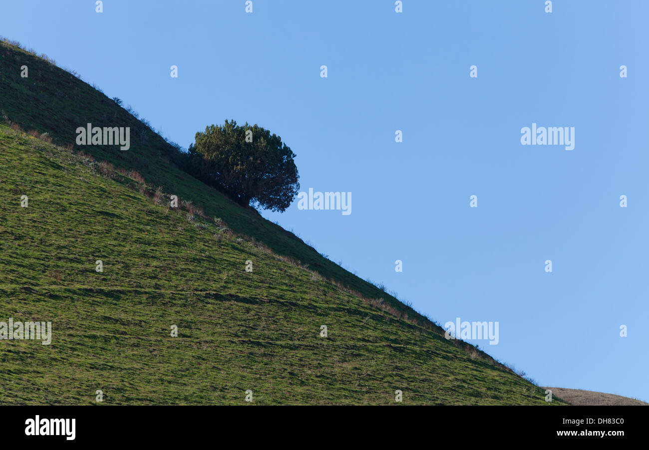 A lone tree on a steep hill slope Stock Photo