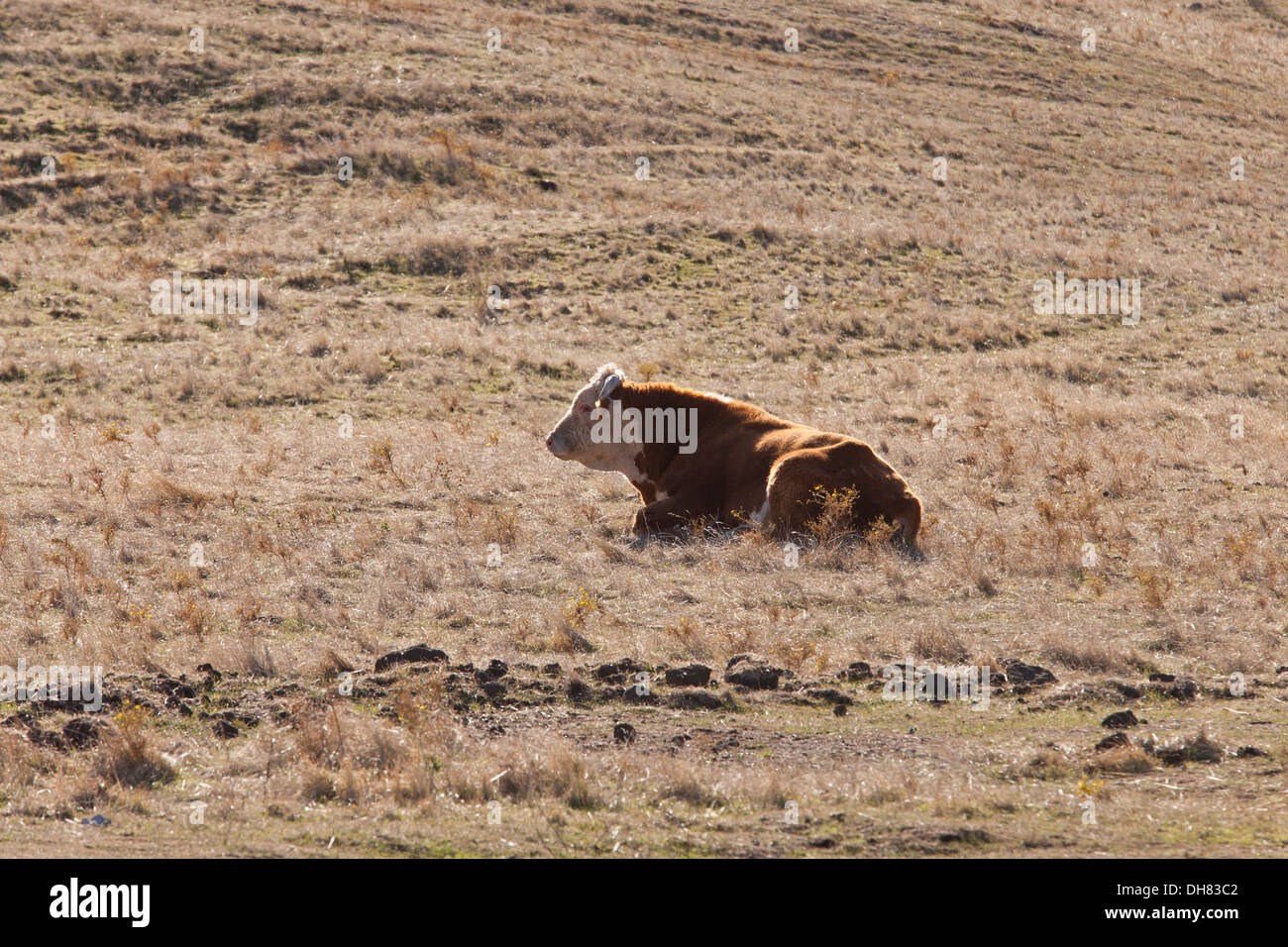 Free range cow resting in dry grass field - California USA Stock Photo