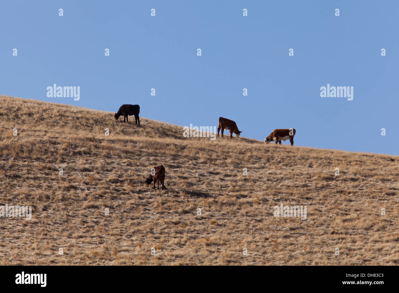 Free range cattle feeding on dry grass -  California USA Stock Photo