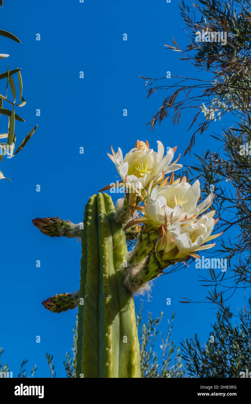 Huachuma hi-res stock photography and images - Alamy