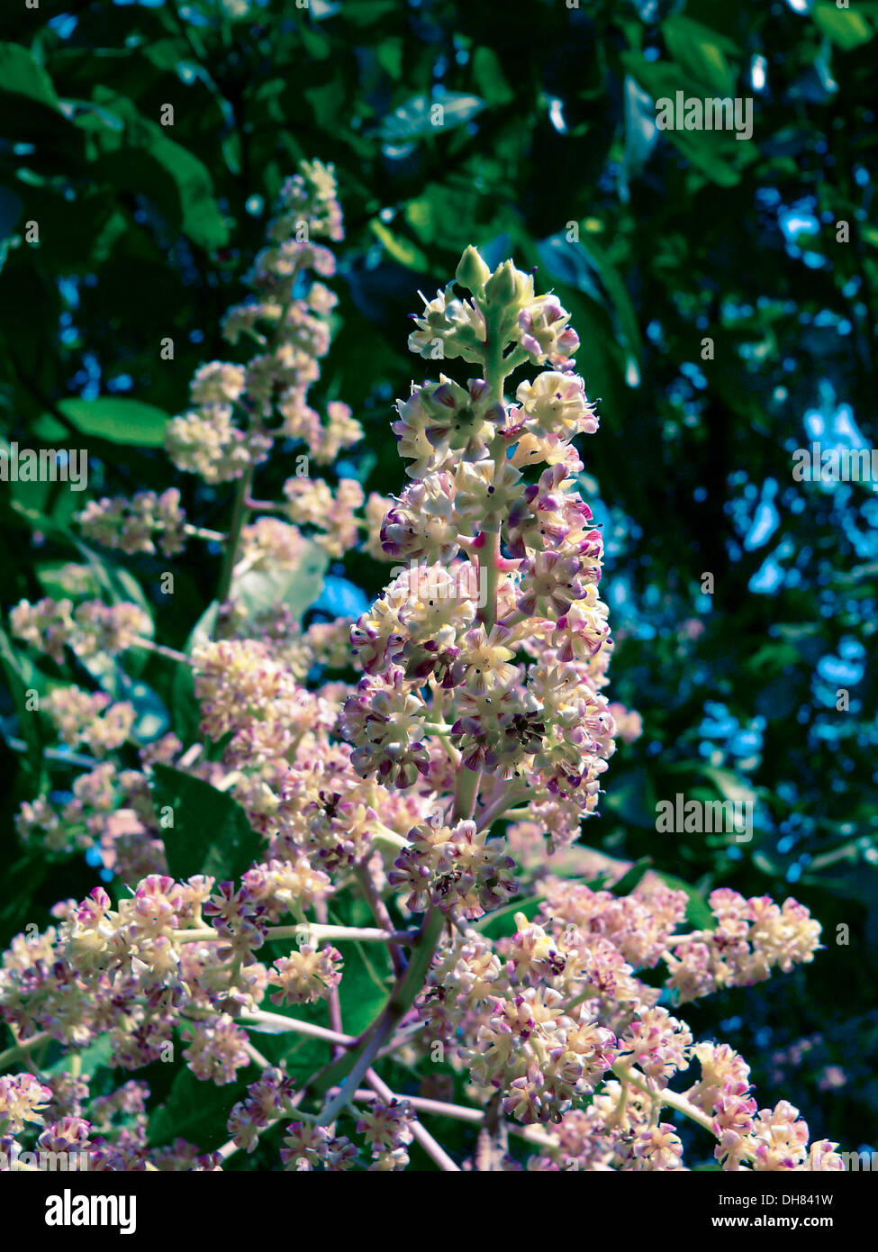https://c8.alamy.com/comp/DH841W/mango-tree-in-bloom-with-mango-flowers-appear-in-spring-to-summer-DH841W.jpg